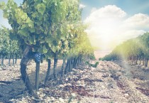 Arborist & Vineyard